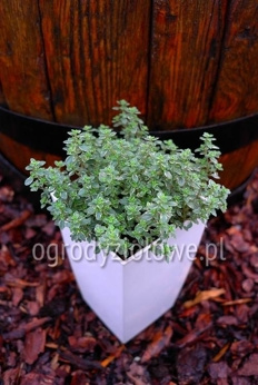 Tymianek srebrno-biały cytrynowy