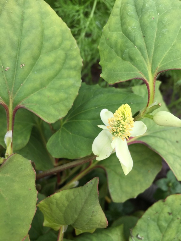 Pstrolistka sercowata