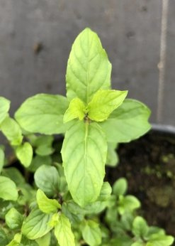 Mięta bergamotkowa srebrna