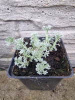 Bylica Schmidta karłowa