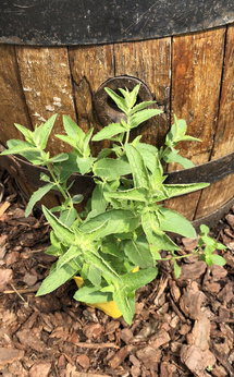 Mięta perska górska