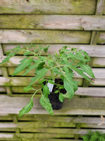 Pomidor zwisający czerwony 'Brasil'