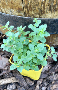 Oregano syryjskie omszone