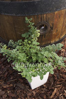 Kalaminta kreteńska