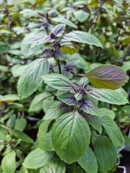 Bazylia niebieska wieloletnia