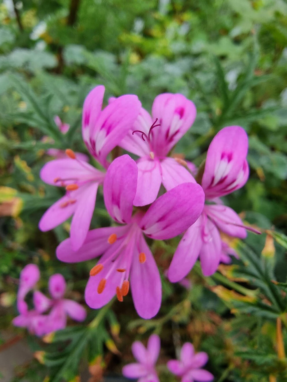 Pelargonia zapachowa cytrynowa „Scabrum”