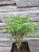 Bylica boże drzewko cytrynowe