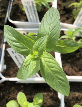 Mięta długolistna jasna