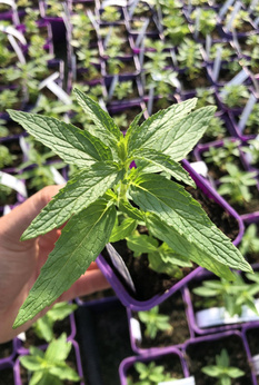 Mięta poziomkowa Dewódzki