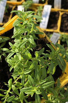 Cząber górski płożący