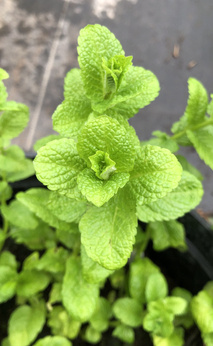 Mięta polna okrągłolistna Camus