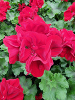 Pelargonia hybrydowa „Calliope L Dark Red"