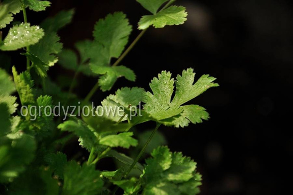 Kolendra cytrynowa „Dwarf Lemon"