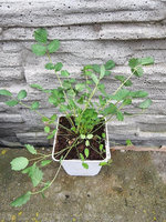 Krwiściąg mniejszy