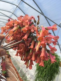 Żyworódka „Serrata”