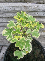 Pelargonia zapachowa różana „Galway Star”