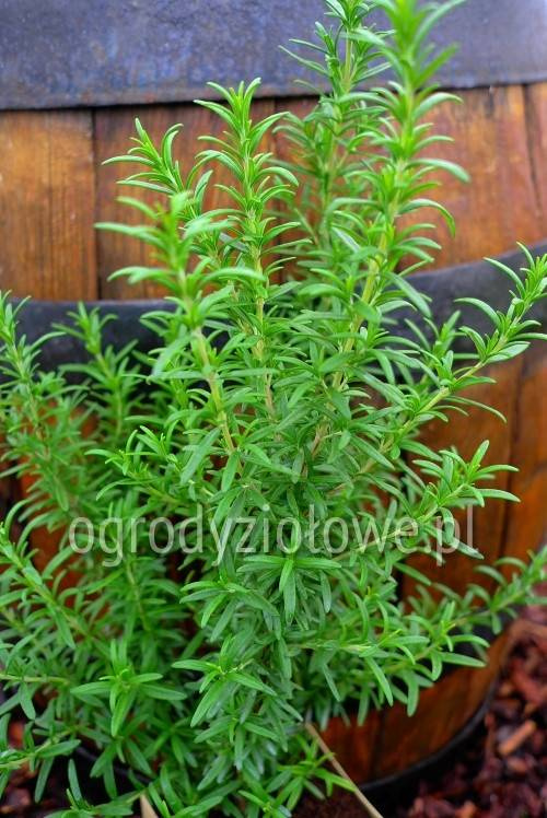 Rozmaryn marokański „Marzaran"