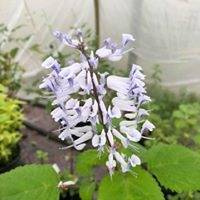 Plektrantus „Zulu”