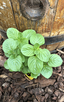 Mięta pieprzowa „Pluto”