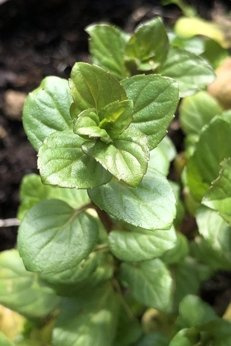 Mięta pieprzowa „Dr. Bomme A.”