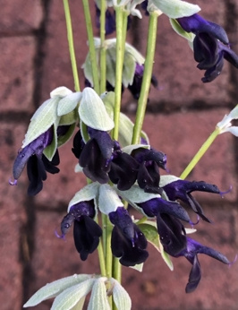 Szałwia peruwiańska