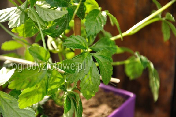 Ziele życia Jiaogulan