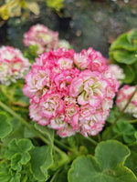 Pelargonia „Rosebud Appleblossom"