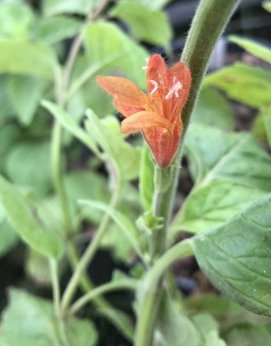 Cząber kalifornijski