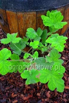 Pelargonia zapachowa miętowa  „Tomentosum”