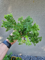 Paprotnik szczecinkozębny 'Rotundato Cristatum'