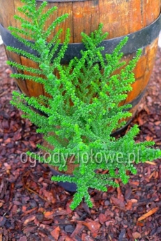 Kleszan tasmański miętowy