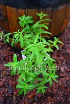 Werbena miętowa australijska