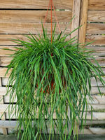 Mietlica rozłogowa „Bambus zwisający”