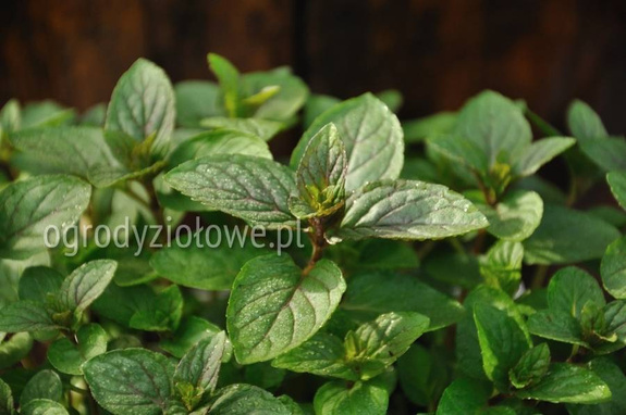 Mięta pieprzowa