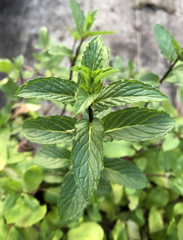 Mięta zielona „Newbourne”