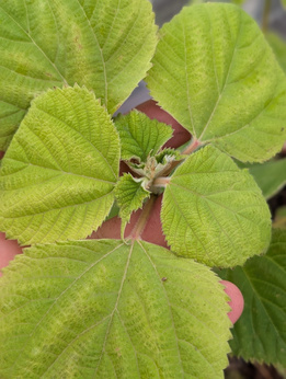 Pokrzywa japońska „Nipononivea"