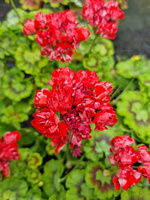 Pelargonia „Rosebud Brighstone"