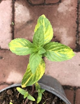 Mięta imbirowa pstra 'Variegated Ginger Mint'