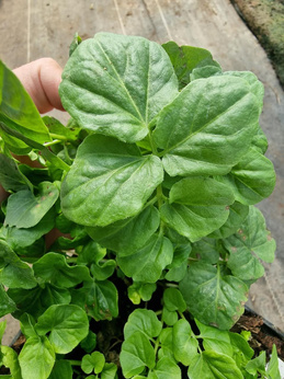 Rukiew wodna karłowa