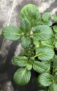 Mięta florydzka „Bone Valley”