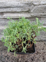 Bylica francuska „Molinieri"