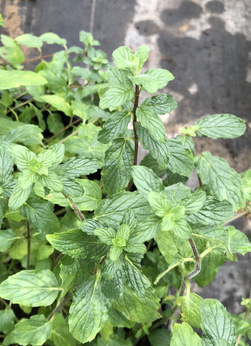 Mięta kreteńska długolistna