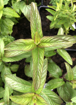 Mięta litewska „Cernolistnaja”