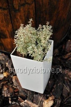 Tymianek srebrny