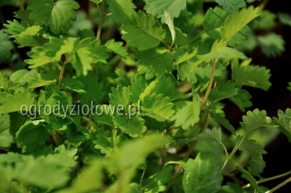 Krwiściąg lekarski