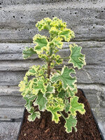 Pelargonia zapachowa cytrynowa „Crispum Variegatum”