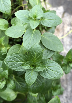 Mięta pieprzowa „Rubescens”