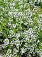 Macierzanka piaskowa  „Albus"