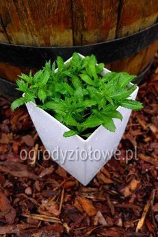 Kolendra meksykańska