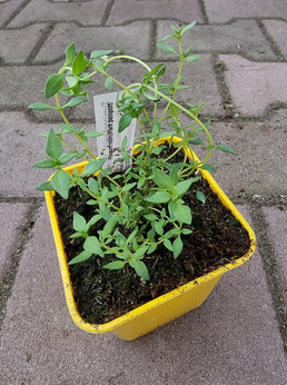 Tymianek polski „Słoneczko”